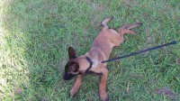 Belga Malinois Filhote 2° Ninhada - 04 meses 